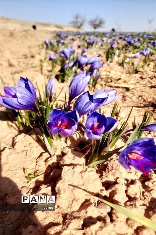 برداشت زعفران در روستای اردکول شهرستان زیرکوه