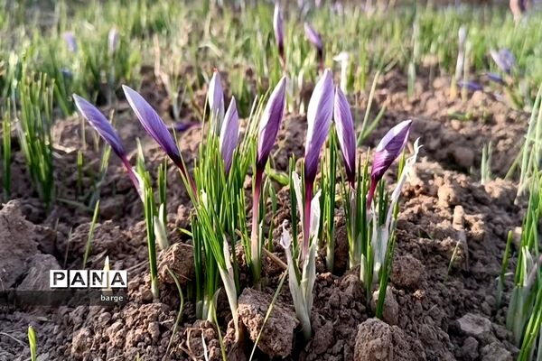 برداشت زعفران در روستای اردکول شهرستان زیرکوه