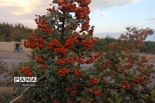 پاییز در شهر سورمق