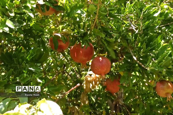 پاییز در شهر سورمق