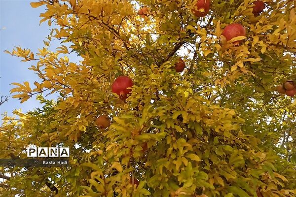 پاییز در شهر سورمق