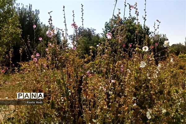 پاییز در شهر سورمق