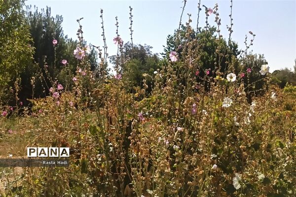 پاییز در شهر سورمق