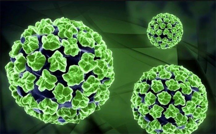 شناسایی ۱۷۰ نوع ویروس HPV