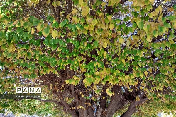 فصل پاییز در شیراز