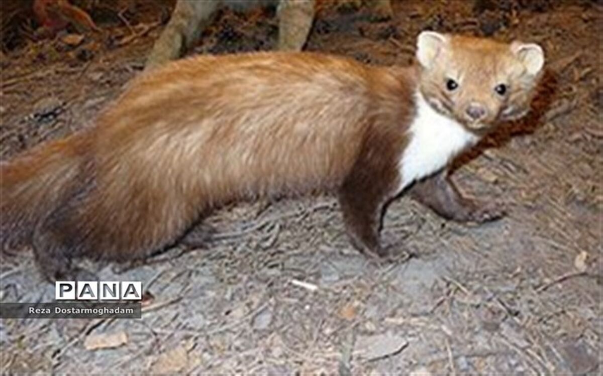 تلف شدن یک ‌سمور سنگی در سانحه جاده‌ای شهرستان شیروان