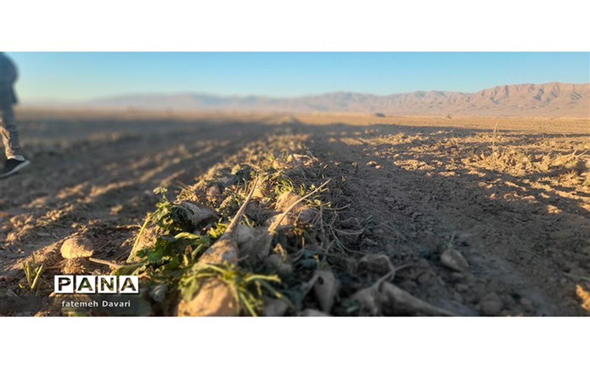 کشت و آبیاری چغندر به روش مکانیزه در شهرستان فاروج