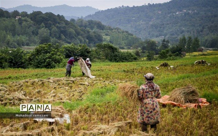 شالیزار در آیینه عکس  در خانه هنرمندان