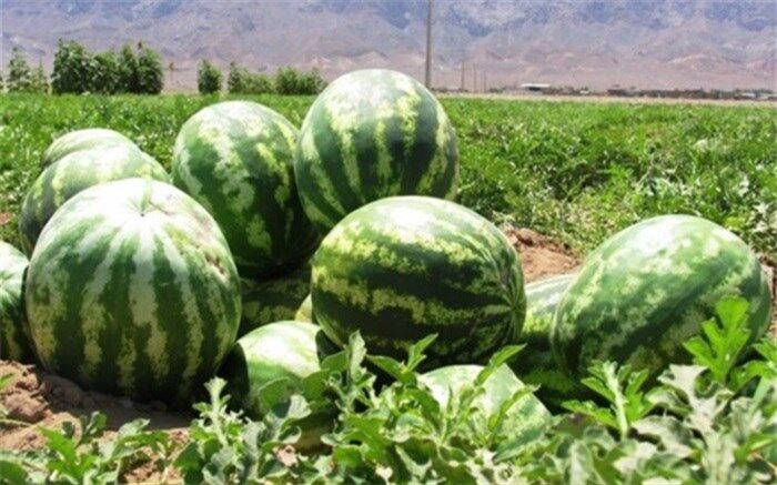 ۱۷۰ هزار تن هندوانه پاییزی شب یلدا در بازار عرضه می‌شود