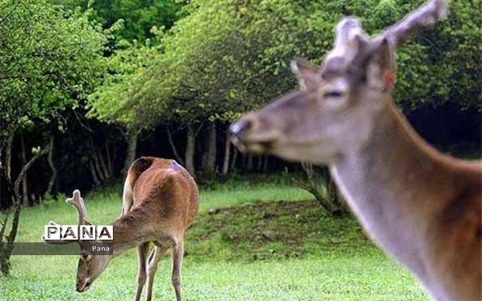 افزایش نسبی جمعیت حیات وحش ارسباران