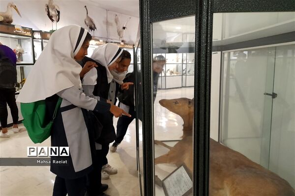بازدید دانش‌آموزان مدرسه ظریف‌کارفرد از موزه تاریخ طبیعی