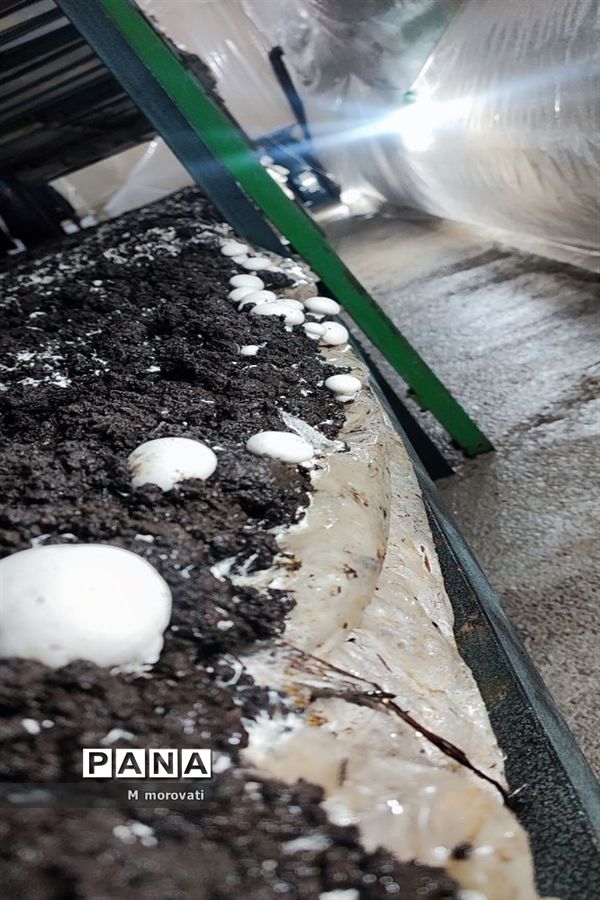 بازدید از کاشت قارچ و  گلخانه کاشت و پرورش خیار در هنرستان کشاورزی هاشمی نژاد شهر آشخانه