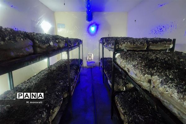 بازدید از کاشت قارچ و  گلخانه کاشت و پرورش خیار در هنرستان کشاورزی هاشمی نژاد شهر آشخانه