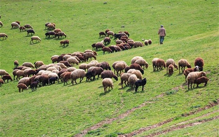 واردات بدون محدودیت دام زنده توسط مرزنشینان مجاز شد