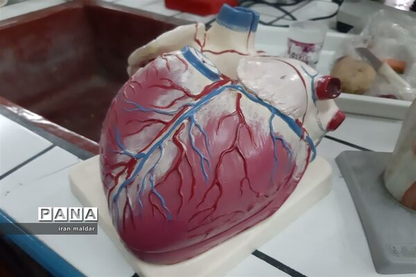 بازدید علمی دانش آموزان دبستان لطیفه از پژوهش سرای رازی ناحیه ۷