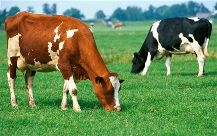 تعداد دام سنگین ۱۱۹ هزار راس افزایش یافت