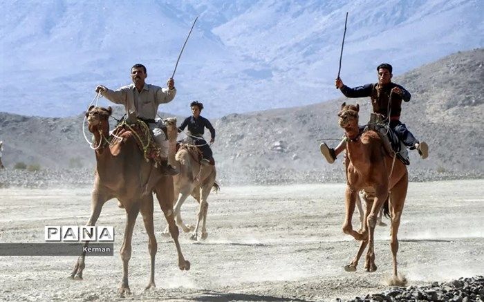 جشنواره طلای بیابان؛ شتر/فیلم