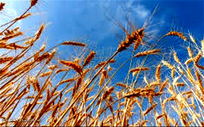 افزایش ۴۷ درصدی قیمت تضمینی گندم نسبت به سال زراعی ۱۴۰۰