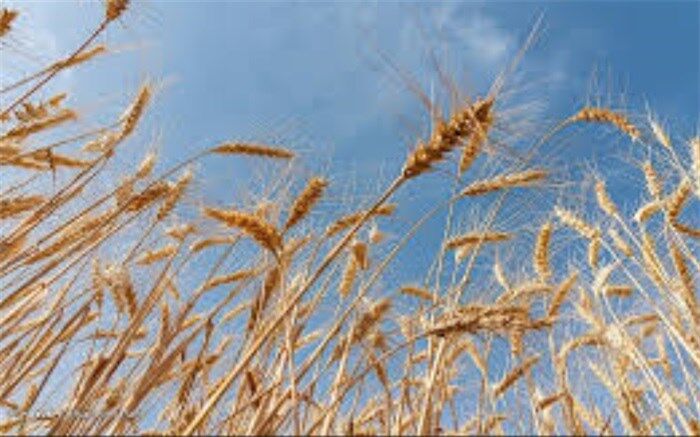افزایش ۴۷ درصدی قیمت تضمینی گندم نسبت به سال زراعی ۱۴۰۰
