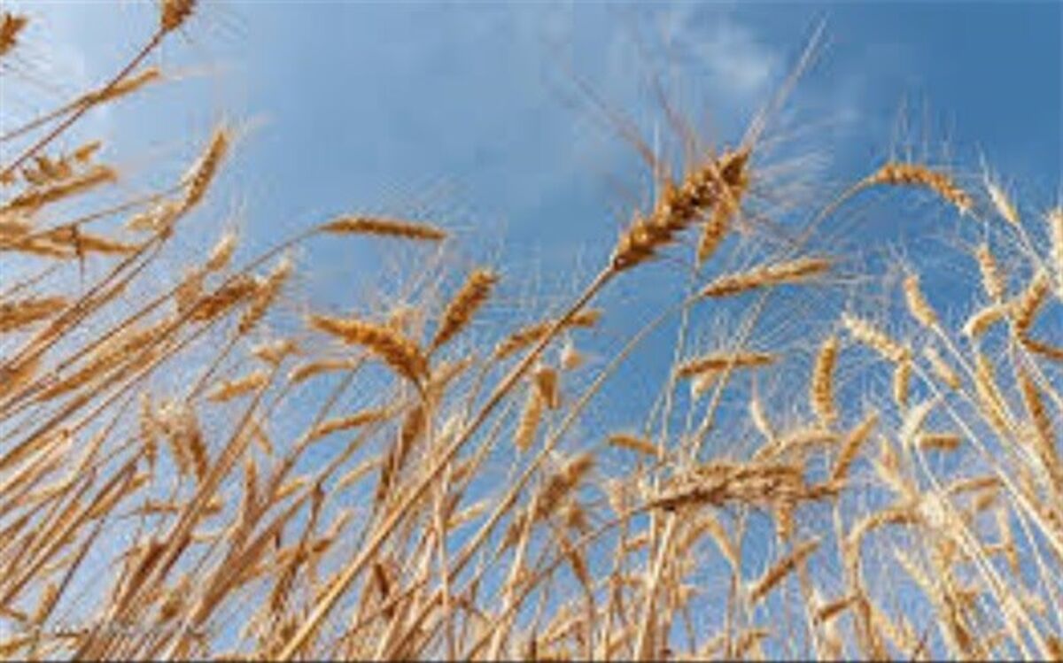 افزایش ۴۷ درصدی قیمت تضمینی گندم نسبت به سال زراعی ۱۴۰۰