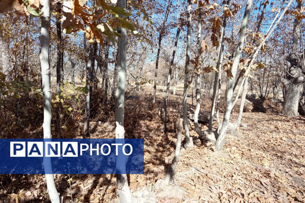 خزان زیبا در کوچه باغ‌های شهر بهمن