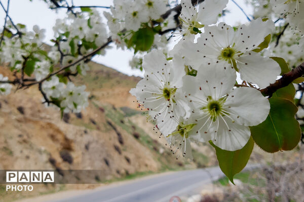 طبیعت روستای بیدله به هنگام بهار