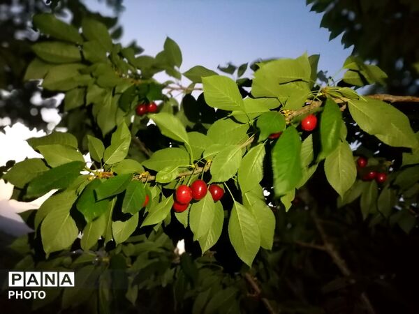 اینبار طبیعت زیبای شهر بار نیشابور در قاب پانا