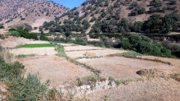 برداشت گندم در روستای بیدله
