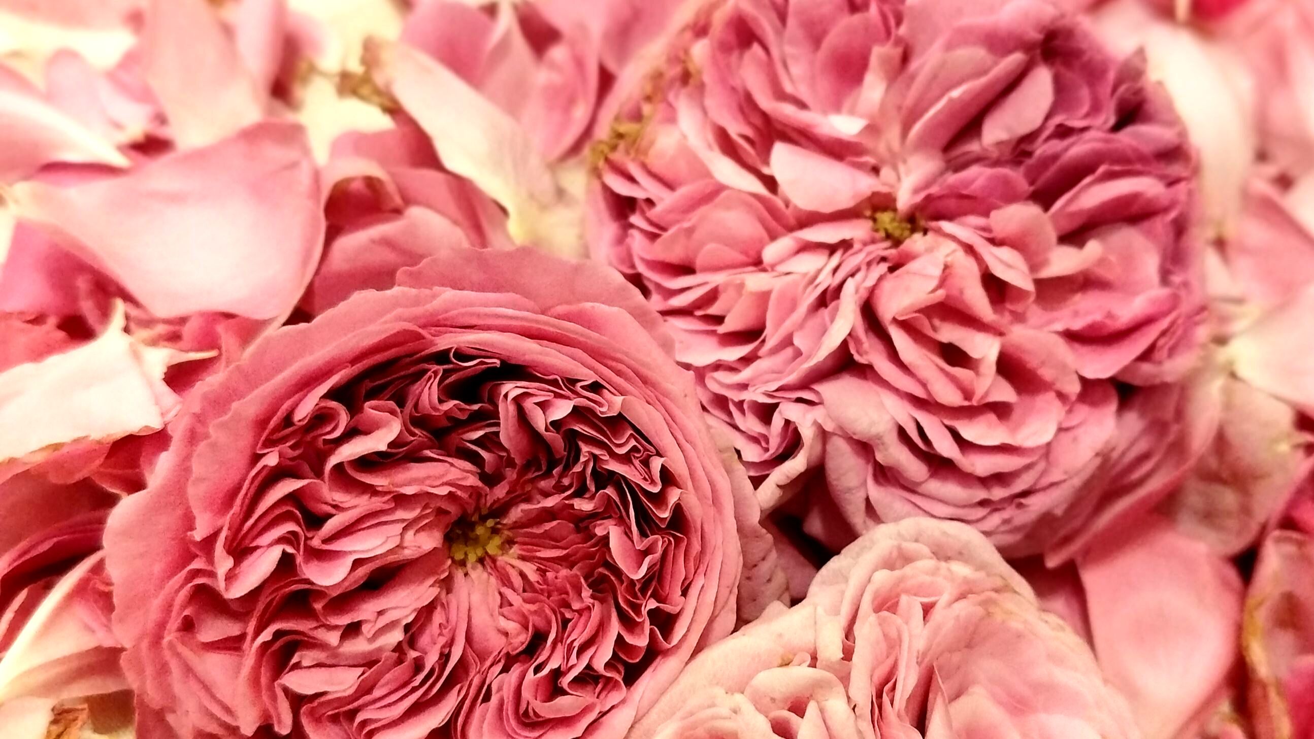 گل محمدی؛ طلای سرخ طبیعت و نماد عطر ایرانی