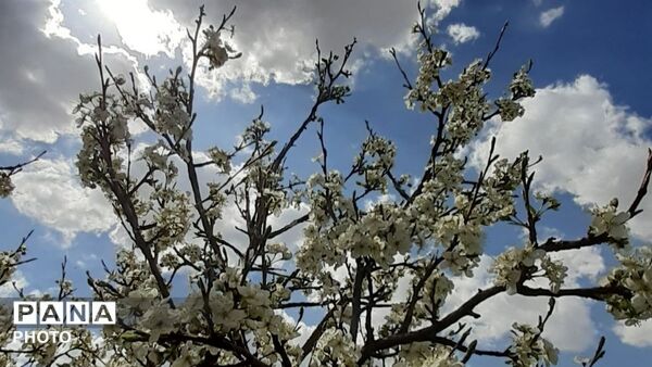 طبیعت دزک در قاب پانا