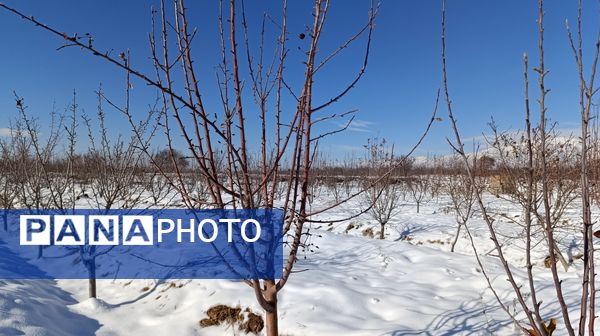 منظره زیبای برف پاییزی در باغات شهرستان نیشابور 