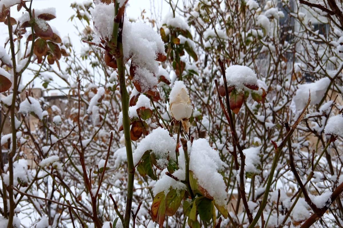 بارش برف زودهنگام آذرماه فیروزکوه راسفیدپوش کرد