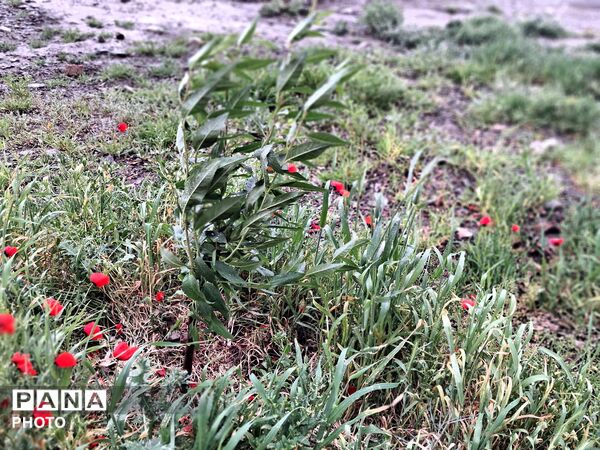 ‌‌باران رحمت الهی،باران بهاری و تماشایی باز هم مهمان شهر نیشابور شد