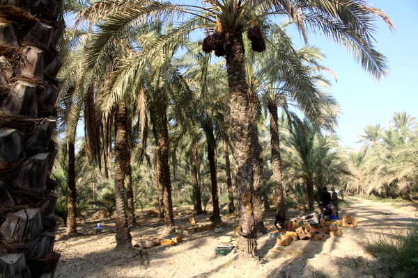 برداشت خرما در منطقه آب پخش