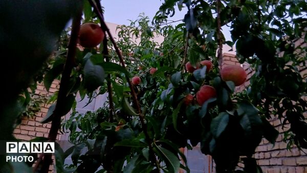 نقشِ رنگ بر پهنه خاک؛ از دلِ طبیعتِ کمری
