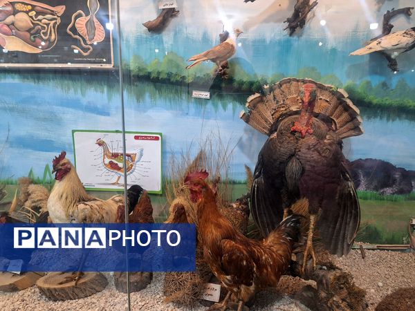 اردوی علمی ،تفریحی دانش آموزان مدرسه مهندس رحمانی فرد در پژوهش سرای علامه طباطبایی