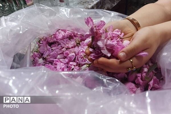 جشنواره گلاب گیری میناب با عطر شهدا 