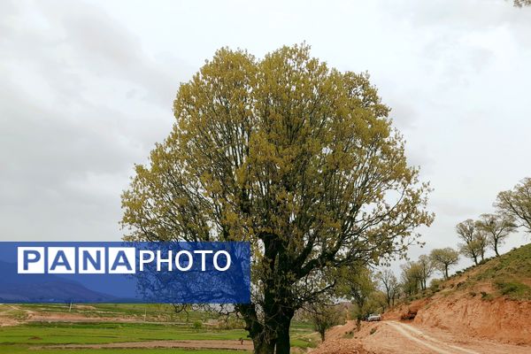 بهار، آغاز دوباره‌ی زندگی طبیعت 