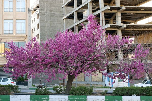 ارومیه شهر رویایی