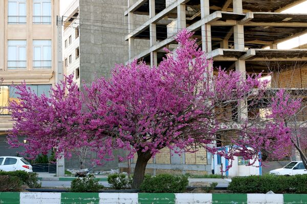 ارومیه شهر رویایی