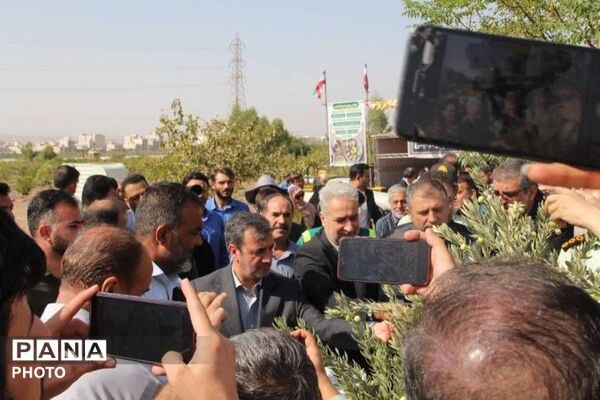کاشت نهال زیتون در بام قیامدشت