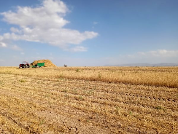 گندم، یکی ازمحصولات کشاورزی در روستای گزکوه 