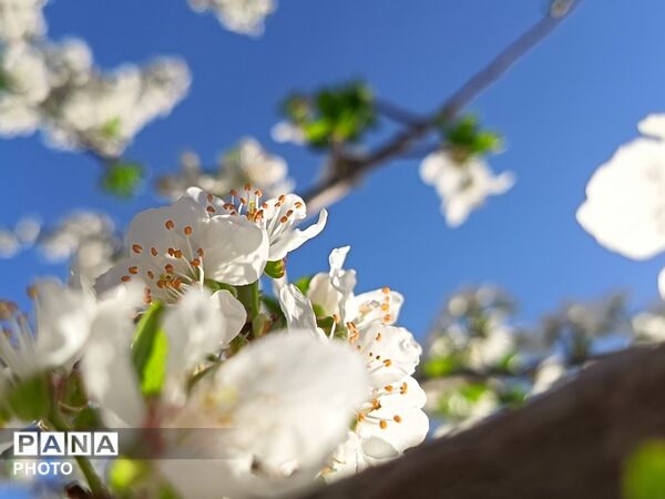 رویش شکوفه های امید در فصل بهار روستای برزنون 