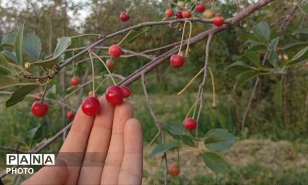 تضادِ سرخ و سبز؛ درنگی در باغ