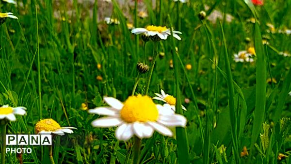 شکوفه‌های بهاری در بلندای زاگرس