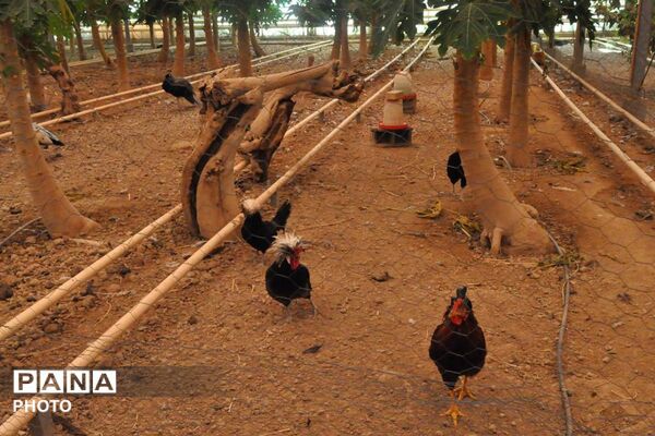 بازدید فرماندار ورامین و معاون گردشگری وزارت میراث از مزارع استوایی پاپایا در شهرستان ورامین 