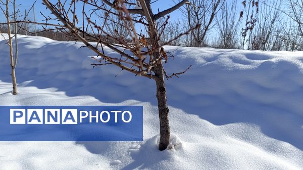 منظره زیبای برف پاییزی در باغات شهرستان نیشابور 
