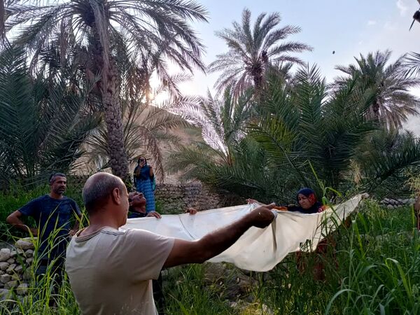 برداشت خرما در شهر رویدر 