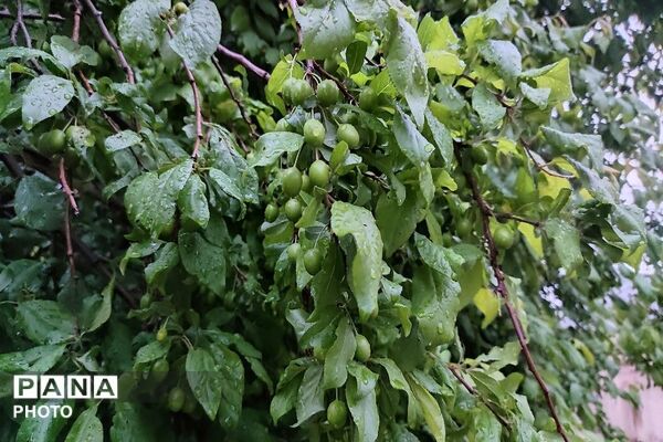 حال و هوای شهر بار بعد از بارش زیبای باران 