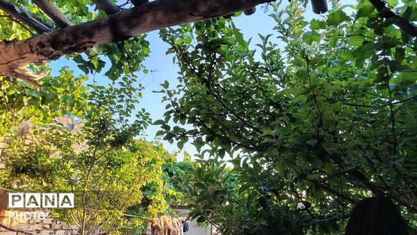 طبیعت در دل روستای برزنون،حال و هوای این دیار از قاب پانا